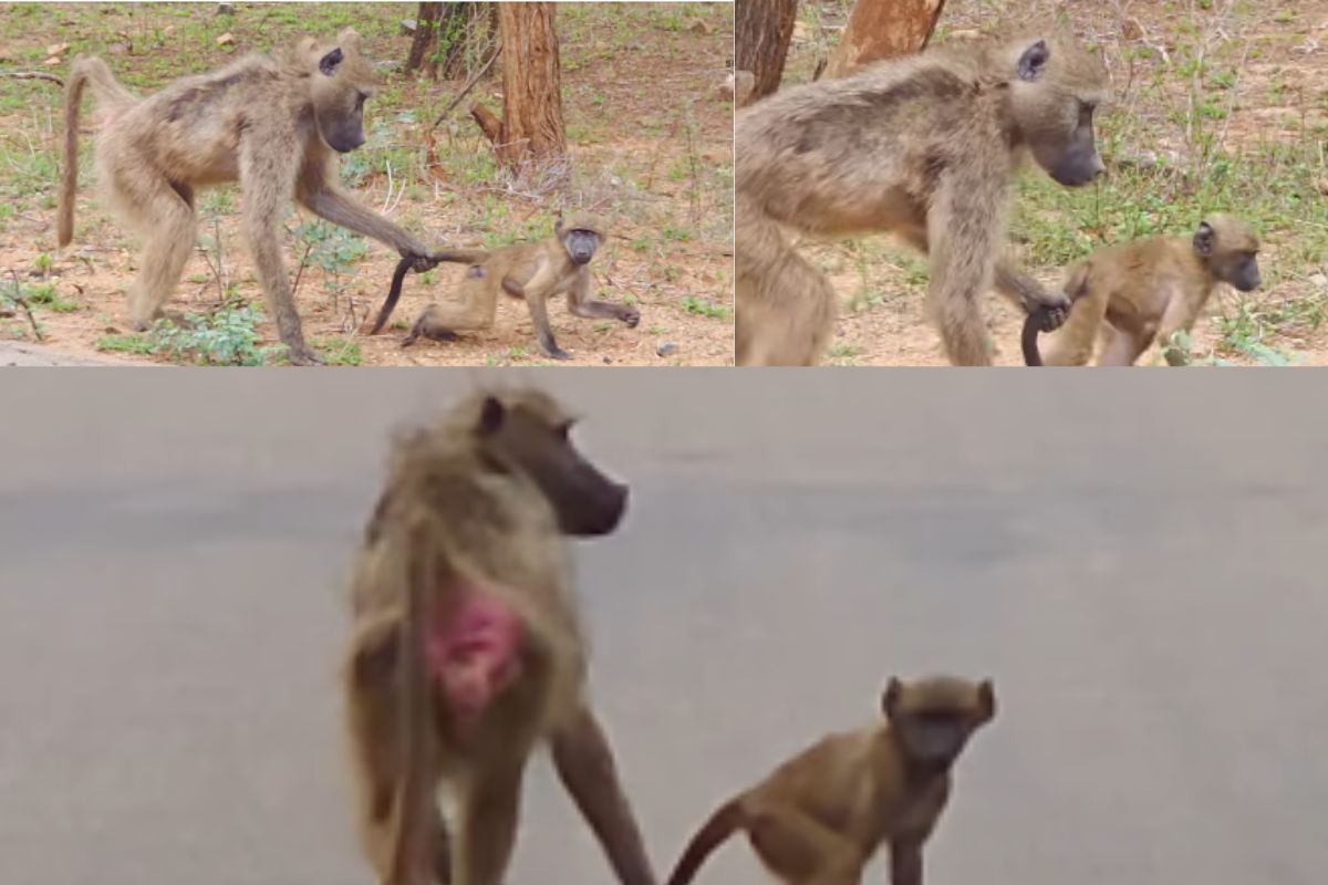 Image for Animal sighting: Mom baboon leashes naughty baby by tail [video]