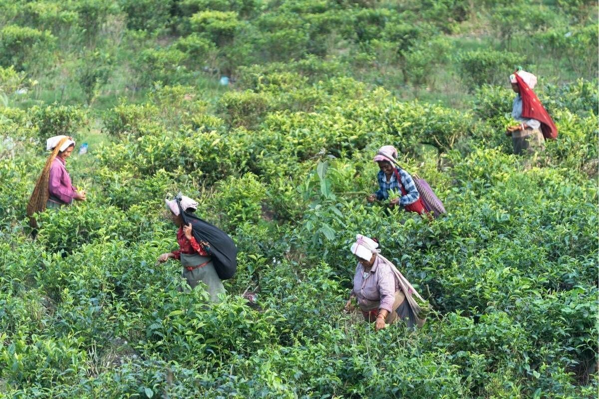 Image for SA indigenous crops and medicinal plants go mainstream