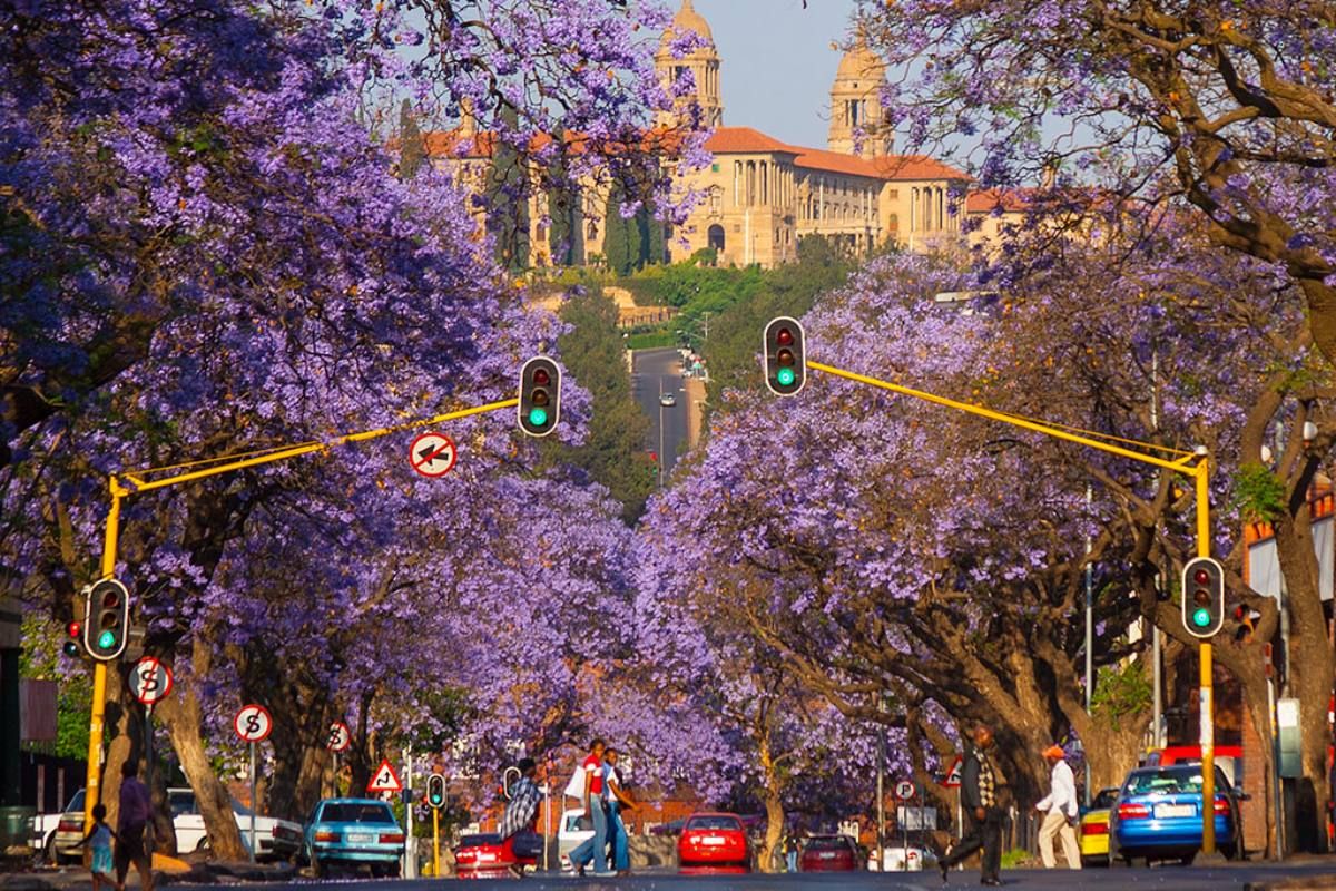 Image for Pretoria turns purple: SEVEN Instagram-worthy streets in Jacaranda City